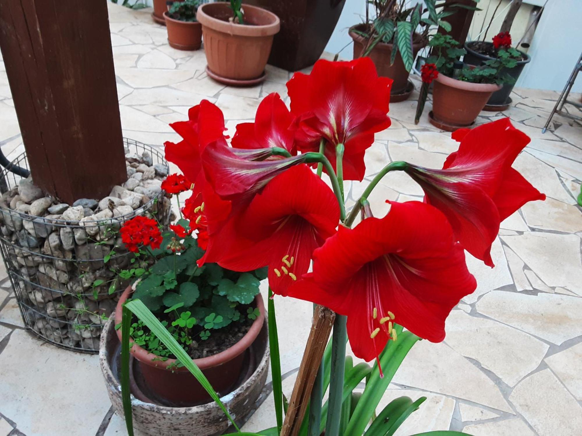 Relaxvilla Miskolctpolca, Privatunterkunft Miskolc